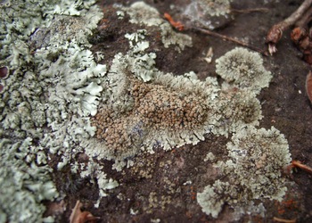 Mauerflechte (Lecanora saxicola) - © Emanuel Trummer